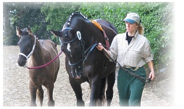 Foal Show in Germany